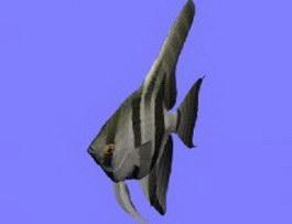 Angel fish 3d model preview