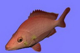 Hump Back fish 3d model preview