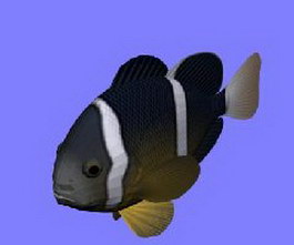 Rockfish 3d model preview