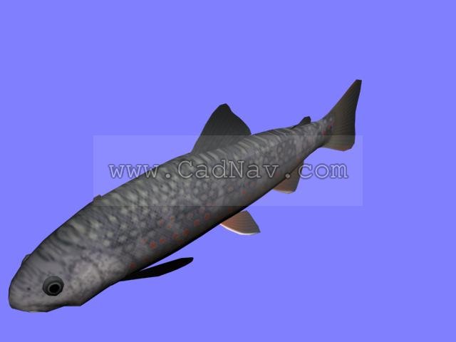 Rooved razor-fish 3d rendering