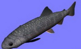 Rooved razor-fish 3d model preview