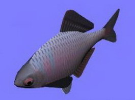 Tanago fish 3d model preview