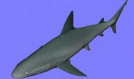 Shark 3d model preview