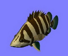 Siamese Tiger fish 3d model preview