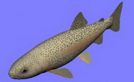 Rainbow trout 3d model preview