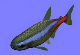 Neoclinus bryope fish 3d model preview