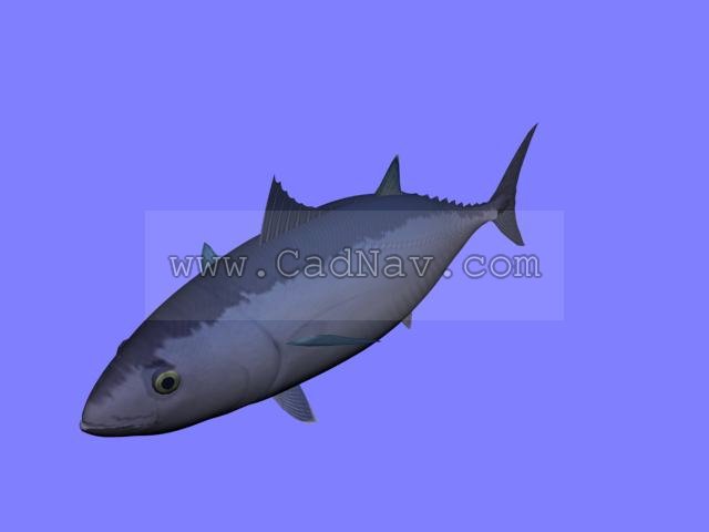 Tuna fish 3d rendering