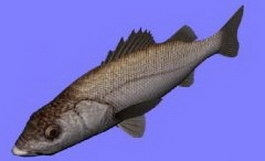Suzuki	sea perch/sea bass fish 3d model preview