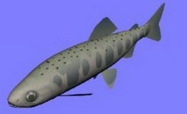 Yamame fish 3d model preview