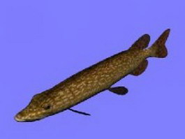 Brown pike conger eel 3d model preview