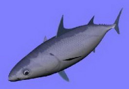 Splitfin flashlightfish 3d model preview