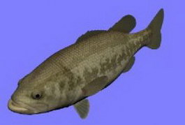 Blackbass fish 3d model preview