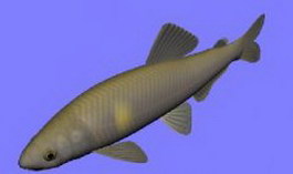 Sweetfish 3d model preview