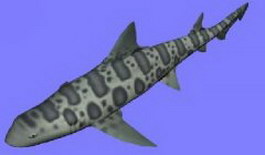 Leopard shark 3d model preview