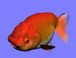 Rantyu goldfish 3d model preview