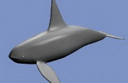 Whale 3d model preview