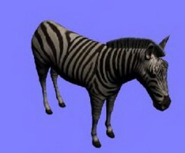 Zebra 3d model preview
