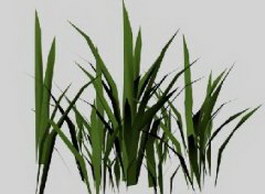 Bamboo Grass 3d model preview