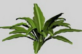 Leafy Plant 3d model preview