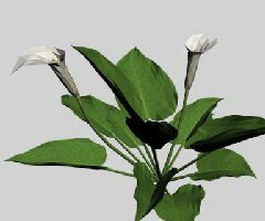 Calla lily 3d model preview