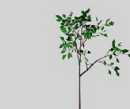 Broad-leaved tree 3d model preview