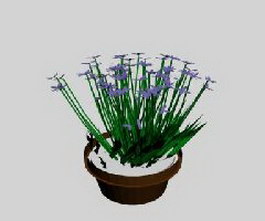 Gypsophila paniculata 3d model preview