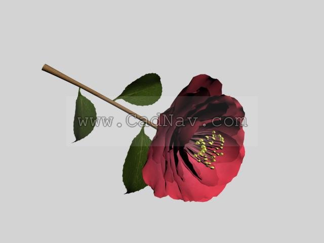 Camellia flower 3d rendering