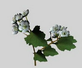 Hawthorn Leaf with Flower 3d model preview
