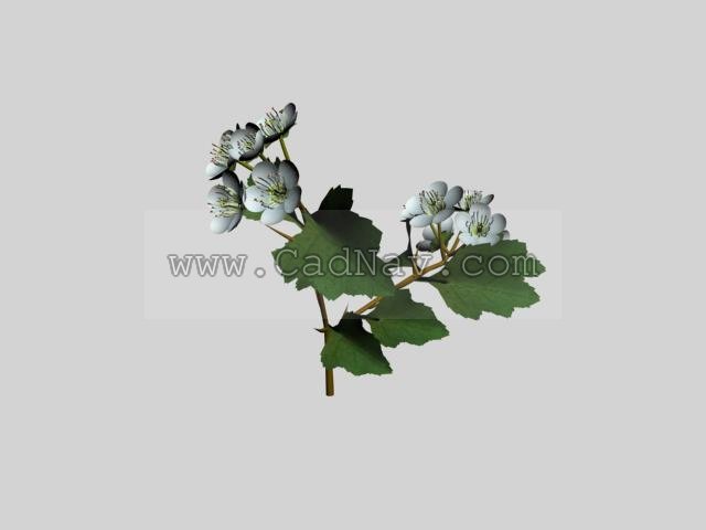 Hawthorn Leaf with Flower 3d rendering