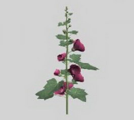 Althaea rosea 3d model preview