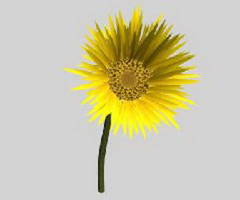 Sunflower 3d model preview