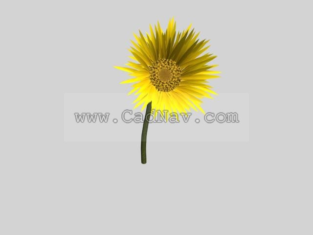 Sunflower 3d rendering