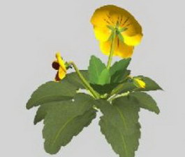 Garden pansy 3d model preview