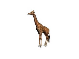 Giraffe 3d model preview