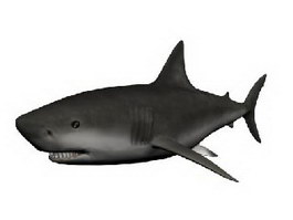Whale shark 3d model preview