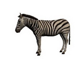 Plains zebra 3d model preview