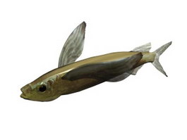 Parexocoetus brachypterus 3d model preview