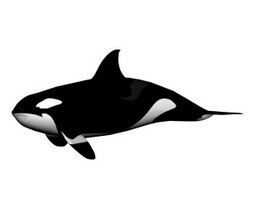 Killer Whale 3d model preview