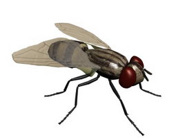 House fly 3d model preview