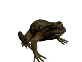 Toad 3d model preview