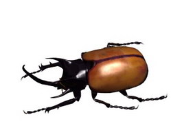 Beatle beetle 3d model preview