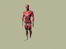 Human muscle system 3d model preview