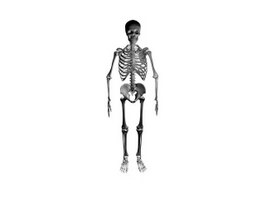Artificial human skeleton 3d model preview