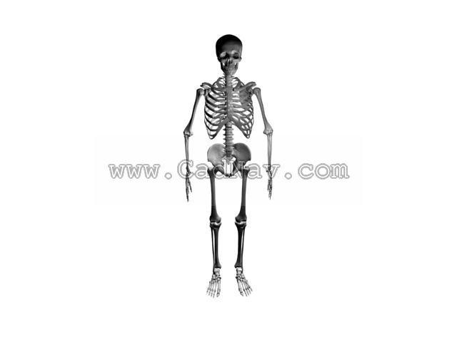 Artificial human skeleton 3d rendering