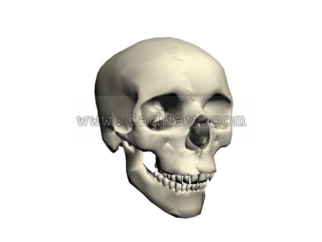 Human skull 3d rendering