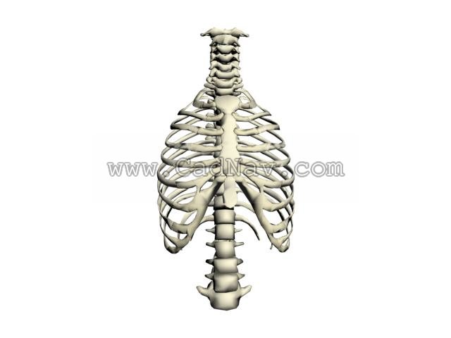 Human thorax 3d rendering