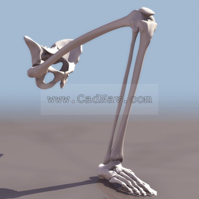 Leg bones and pelvis 3d rendering