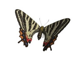 Puziloi Luehdorfia Butterfly 3d model preview