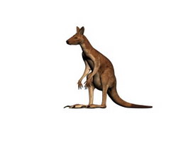 Australian Kangaroo 3d model preview