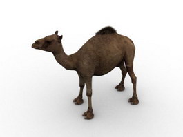 Arabian camel 3d model preview